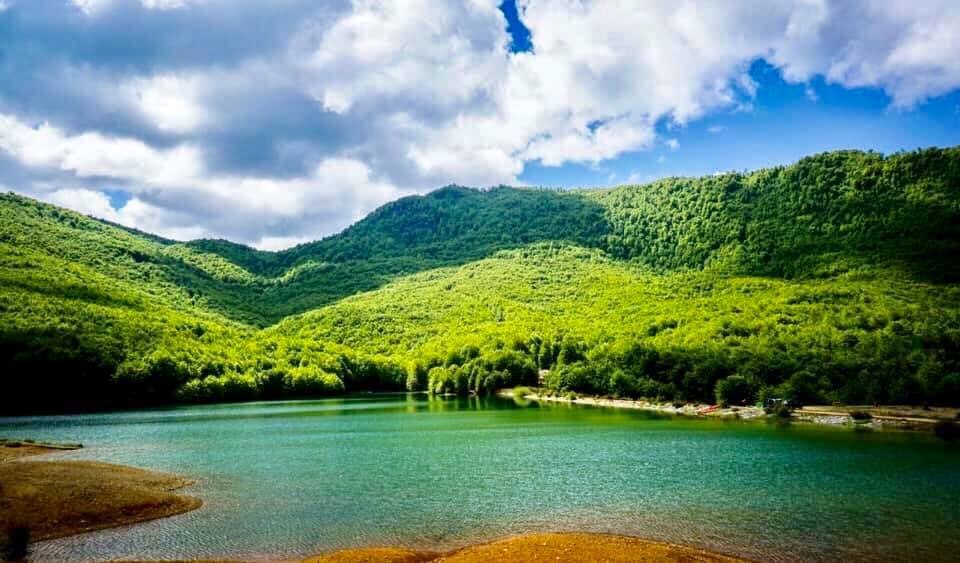 The Forest That Remembers You – Shebenik